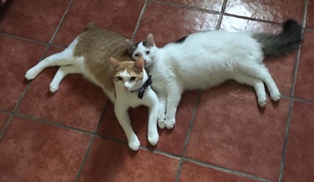 Meowzers & Allucard 