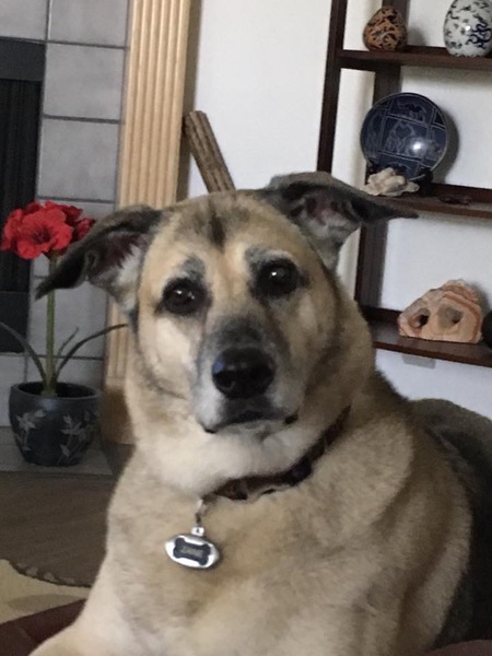 Zane
