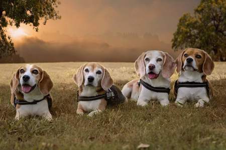 Faith,Abby, Strider and Pip