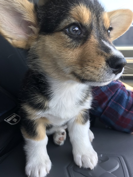 Zoey