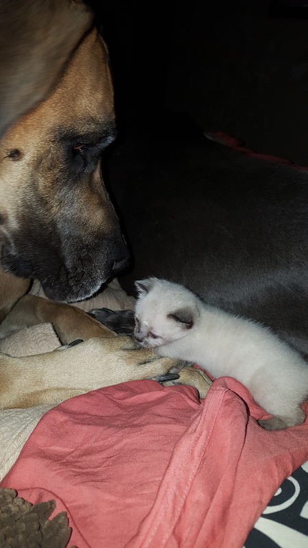 Draco and Lincoln