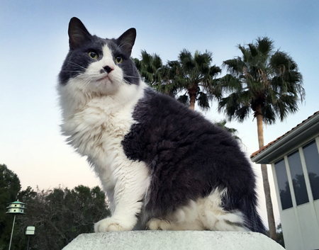 Mimi