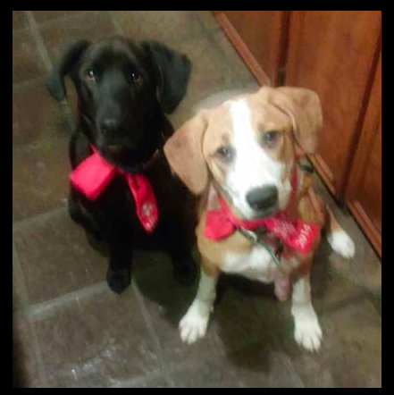 Bear and Maisey