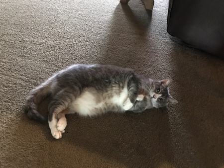 Sierra