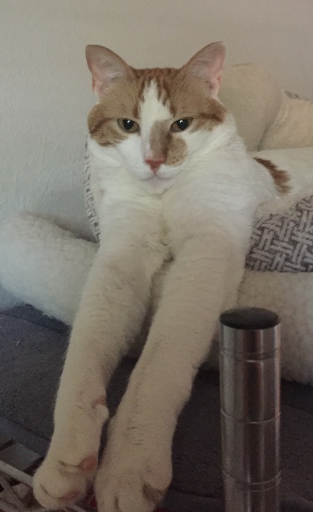 Louie