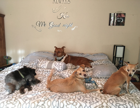 Reilly,Blue,Henry,Sarge