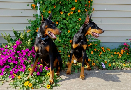 Rocky and Kylie 