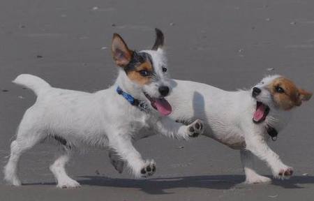 Finn and Karma