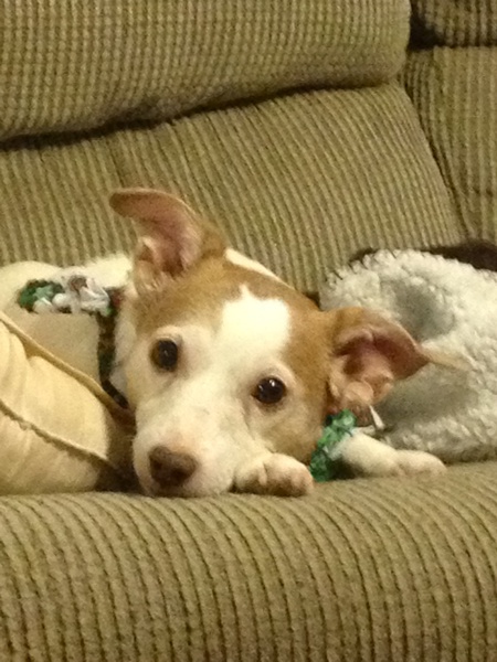 Entry image for Rosie. Clicking this image will show a larger photo