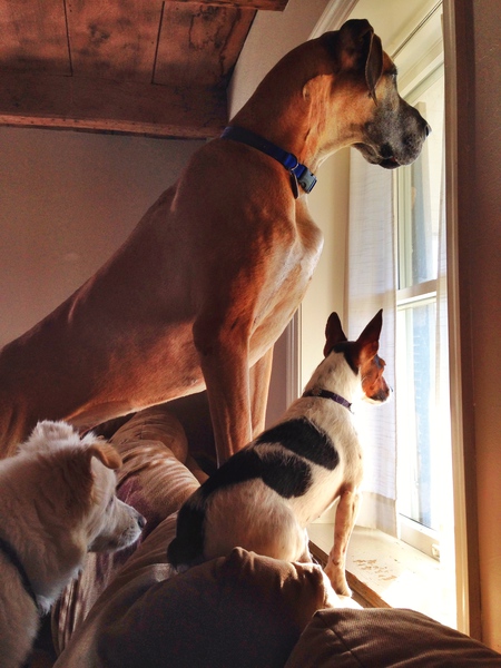 Effie, Rocky and Teddy