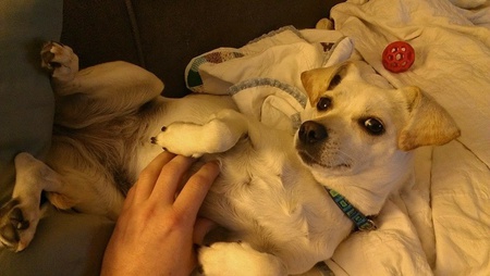 MaizieDog