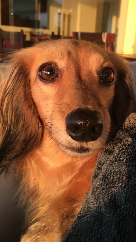 Daisy