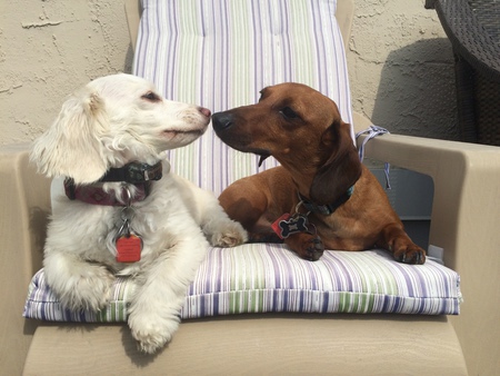Sunny and Lincoln