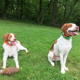 Entry image for Penny and Wrangler 