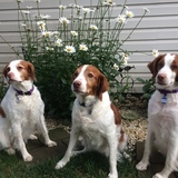 Entry image for The Funk girls Tater, Emmy & Shelby