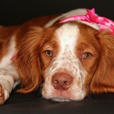 Entry image for Freckles 