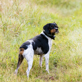 Entry image for Stella