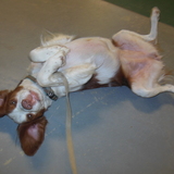 Entry image for Razin-A-Ruckus Bring On The Akshun  RAE, BN, GN, CDX, Performer Trick Dog   aka: Akshun