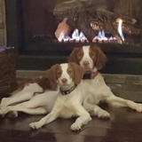 Entry image for Sophie and Scooter