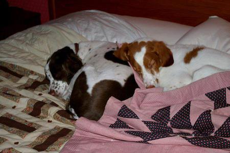 Entry image for Jade and Francie. Clicking this image will show a larger photo
