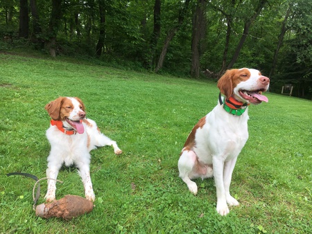 Entry image for Penny and Wrangler . Clicking this image will show a larger photo
