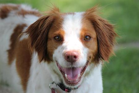 Entry image for Maggie . Clicking this image will show a larger photo