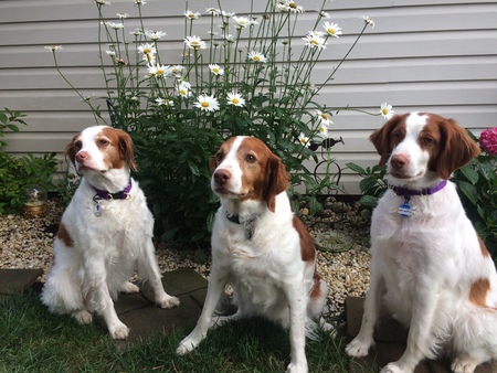 Entry image for The Funk girls Tater, Emmy & Shelby. Clicking this image will show a larger photo
