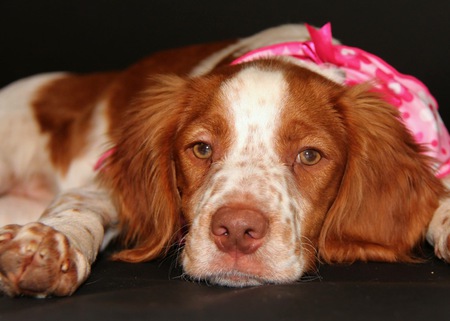 Entry image for Freckles . Clicking this image will show a larger photo
