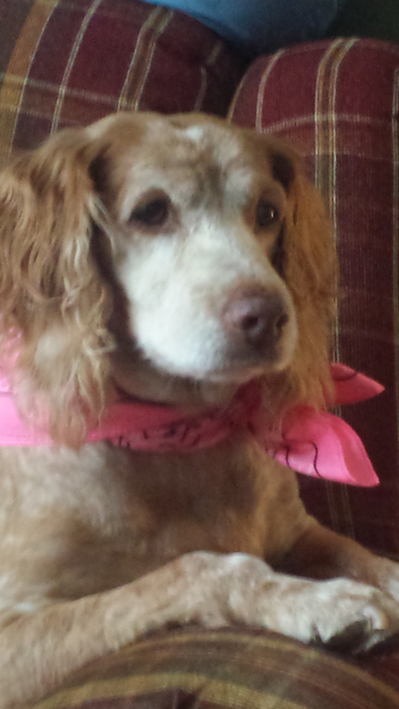 Entry image for Chloe . Clicking this image will show a larger photo