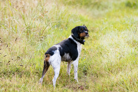 Entry image for Stella. Clicking this image will show a larger photo