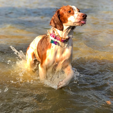 Entry image for Dolly. Clicking this image will show a larger photo