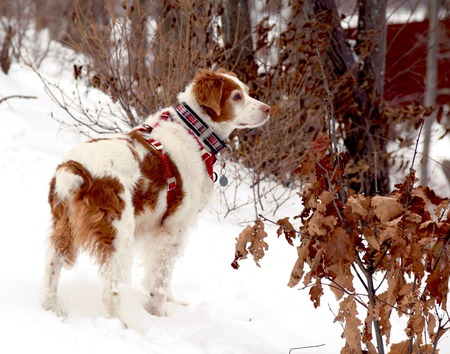 Entry image for Holly. Clicking this image will show a larger photo