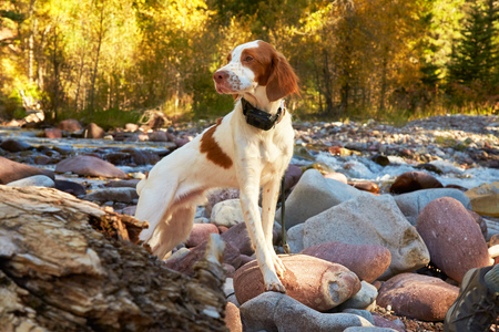 Entry image for AJAX. Clicking this image will show a larger photo
