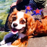 Entry image for Teddy 