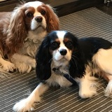 Entry image for Winston & Spencer