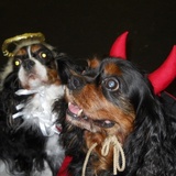 Entry image for Bella and Buddy
