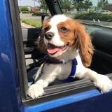 Entry image for Charlie 