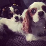 Entry image for Dolly&Harrison