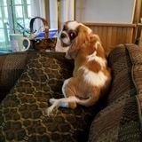 Entry image for Ollie