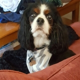 Entry image for Reggie