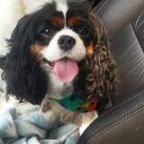 Entry image for Lucy