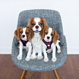 Entry image for Beans