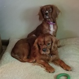 Entry image for Penny and Copper 