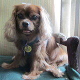 Entry image for Lucy