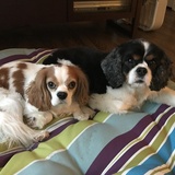 Entry image for Jonah and Finnigan