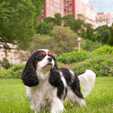 Entry image for Payton