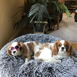 Entry image for Farley and Buddy