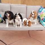 Entry image for Lucas & Leia Peters and Keelie & Monty Brestel