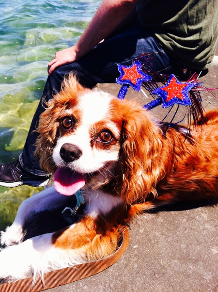 Entry image for Teddy . Clicking this image will show a larger photo
