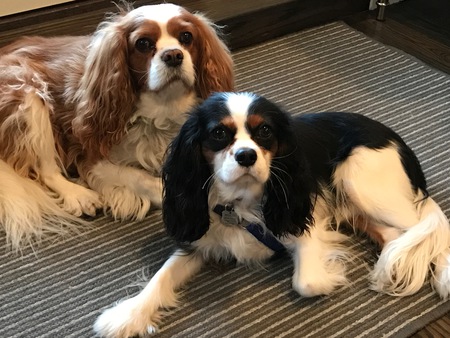 Entry image for Winston & Spencer. Clicking this image will show a larger photo